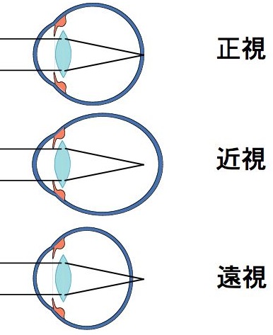 眼の構造.001